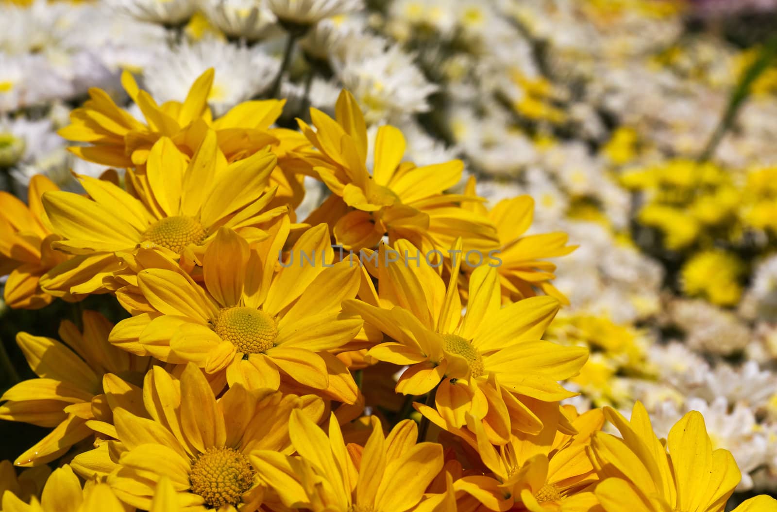 Colorful  chrysanthemum  flowers by stoonn