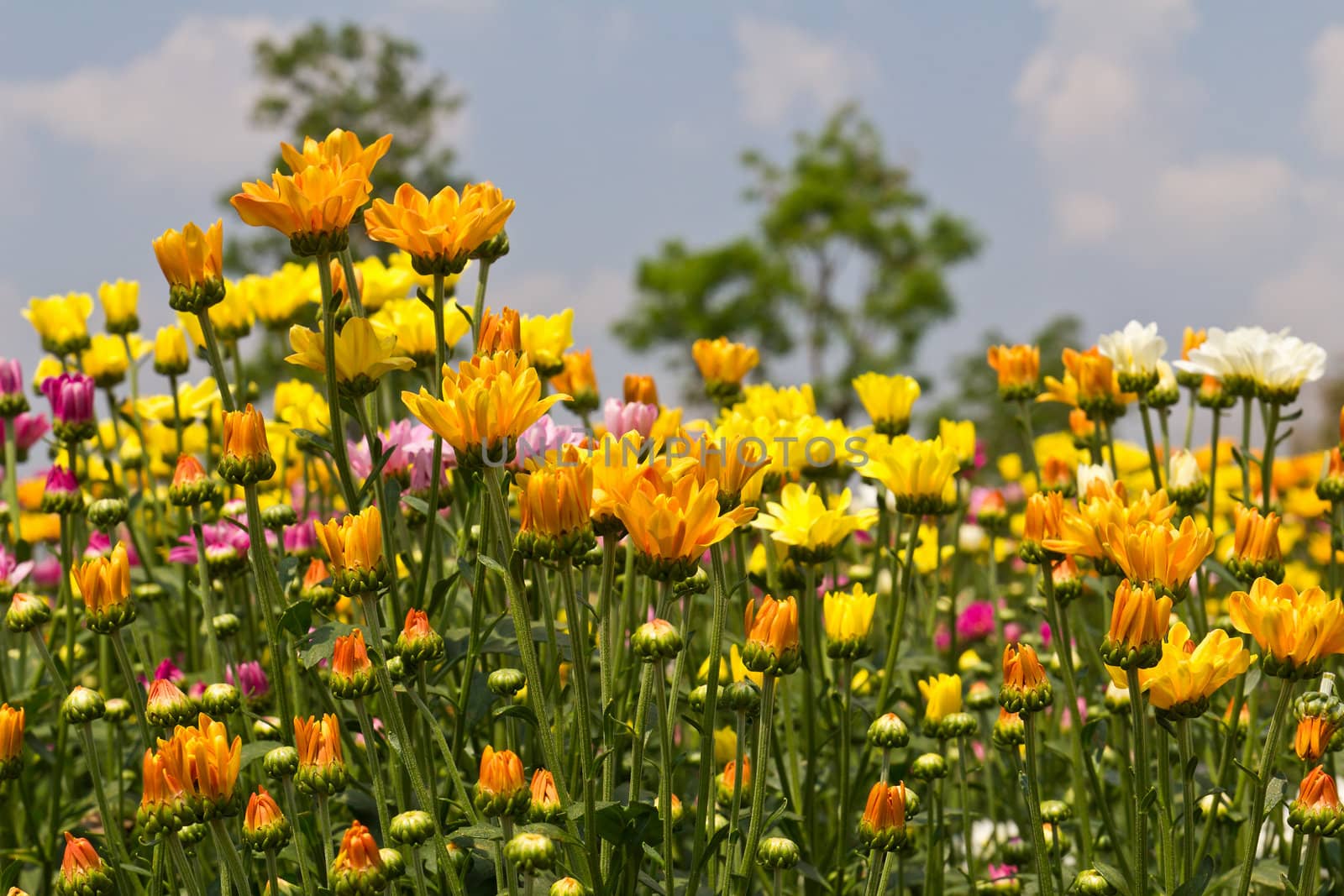 Colorful  chrysanthemum  flowers in garden