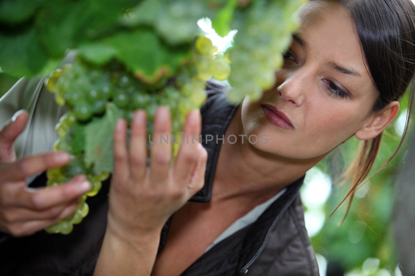 Woman inspecting green grapes in a vineyard