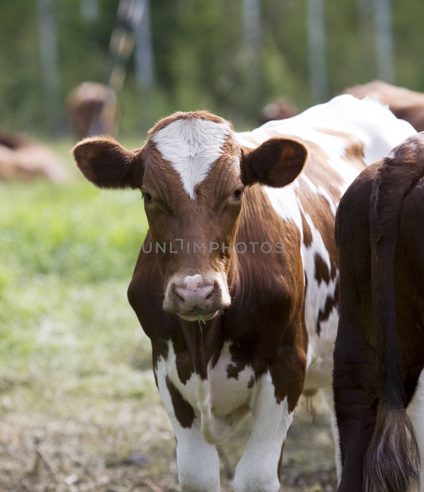 Tranquil Scene with Domestic cows