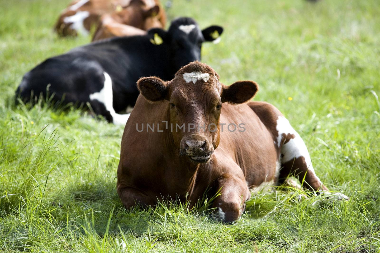 Tranquil Scene with Domestic cows