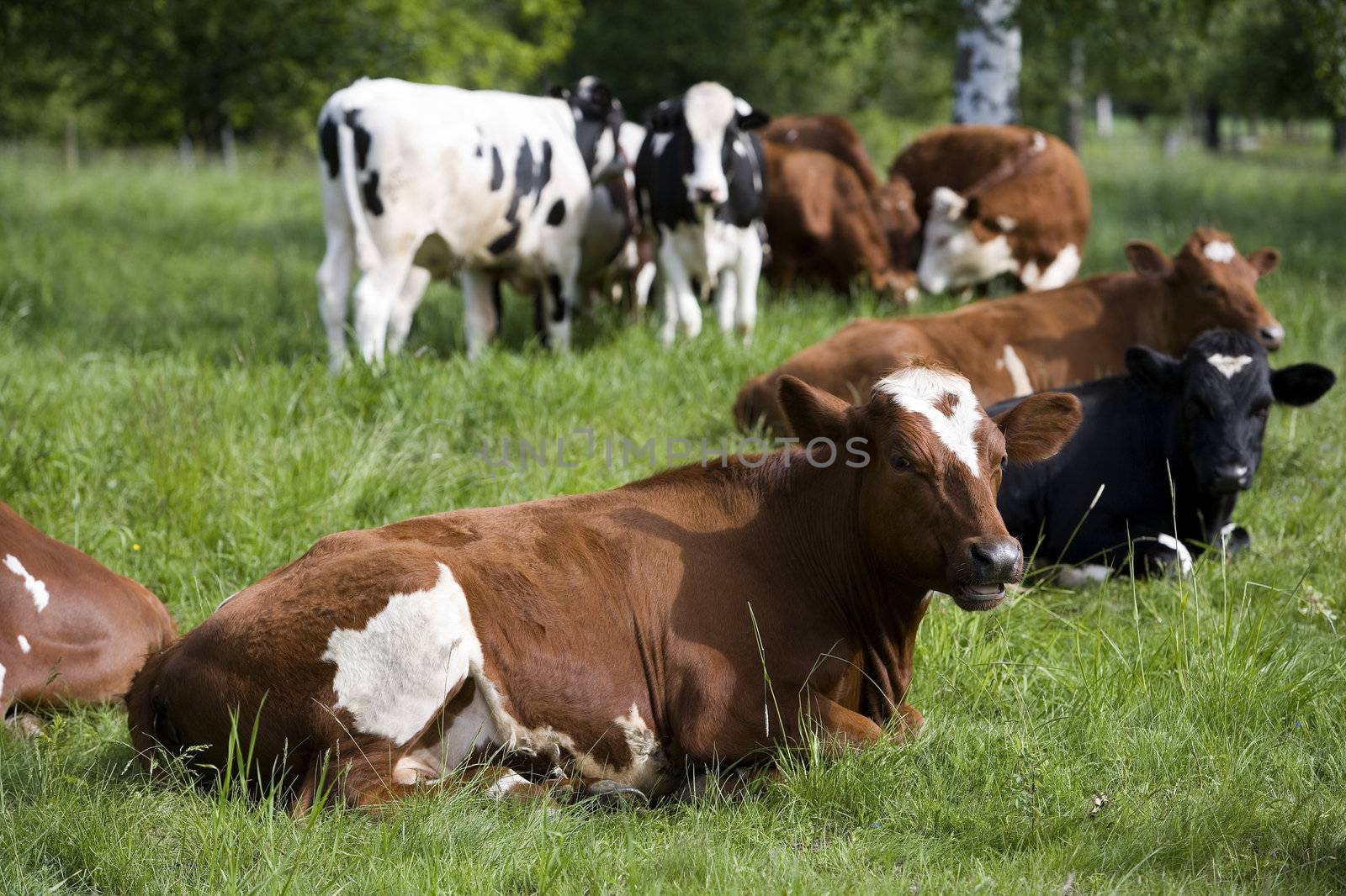 Cows by gemenacom