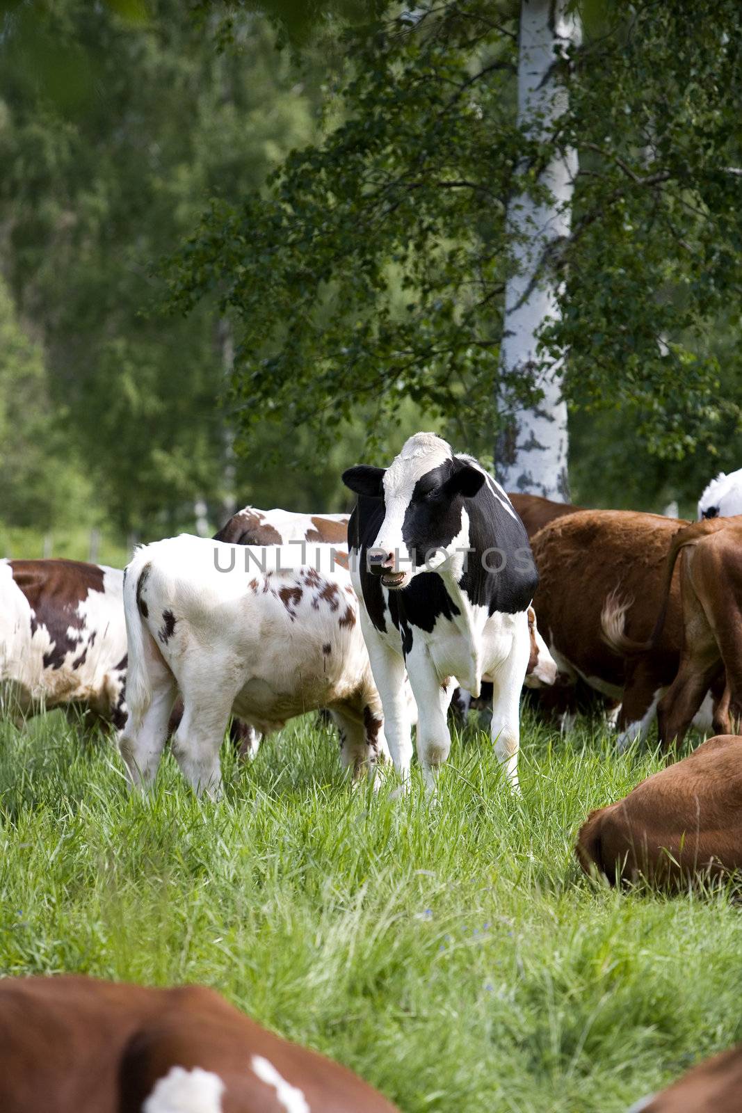 Tranquil Scene with Domestic cows