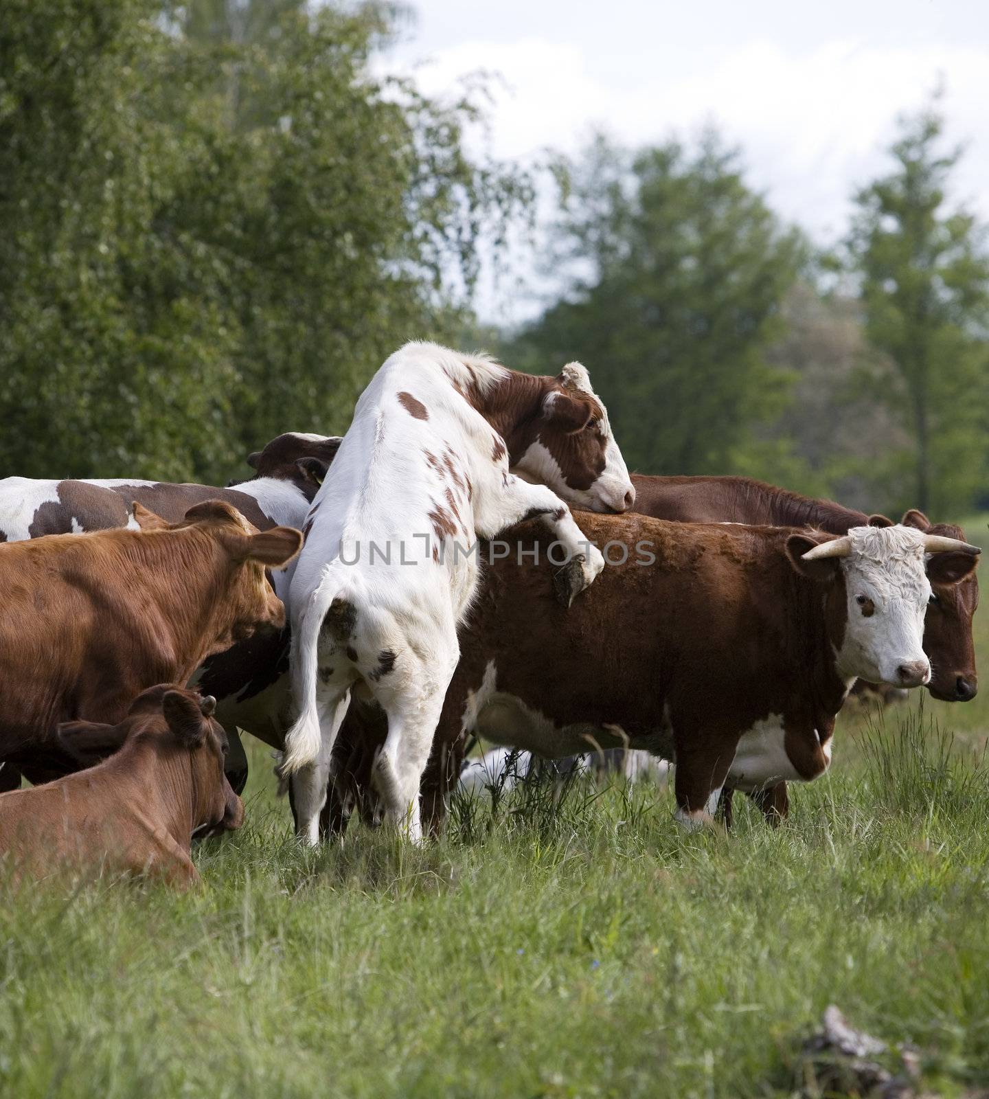 Tranquil Scene with Domestic cows