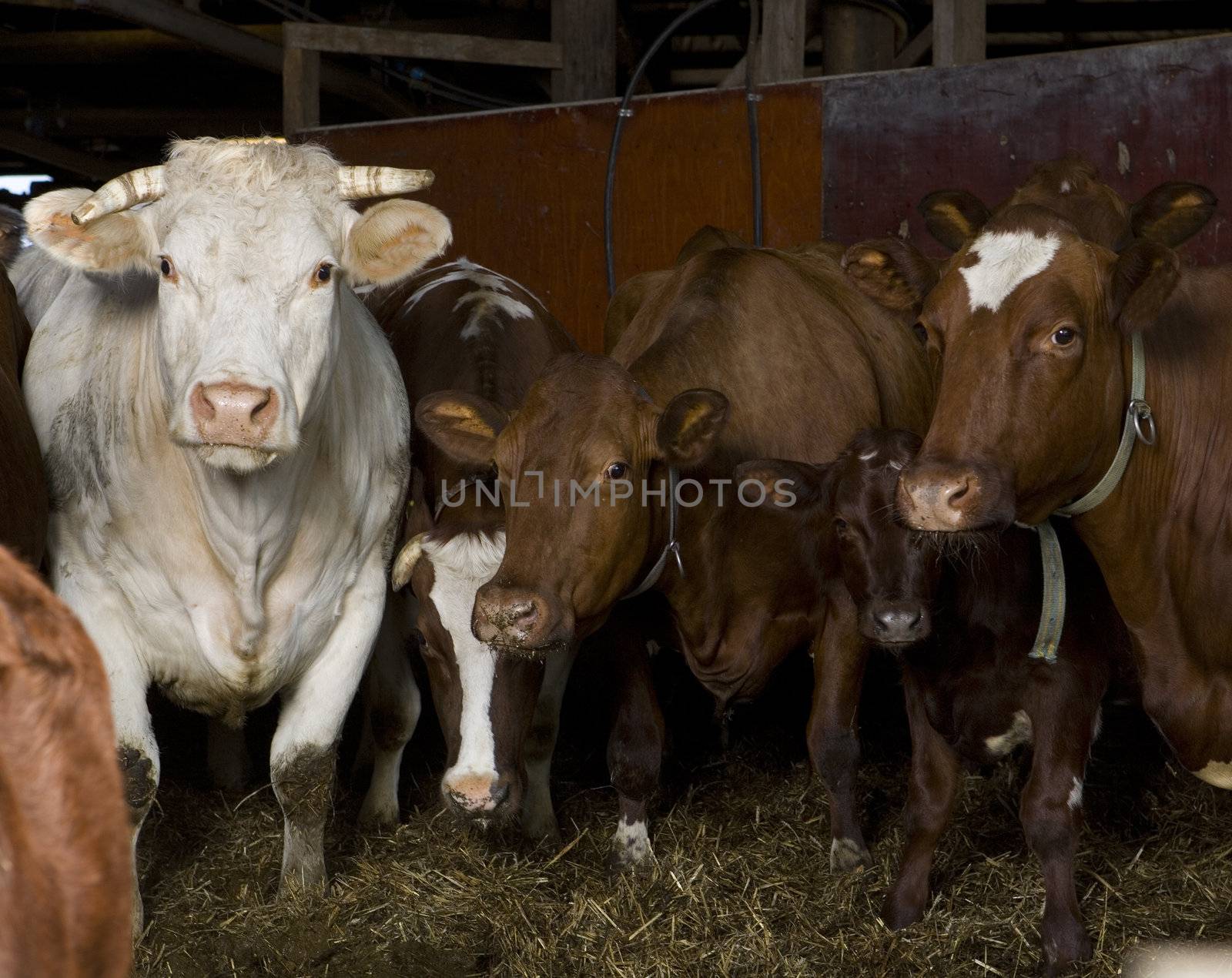 Large group of cows indoor