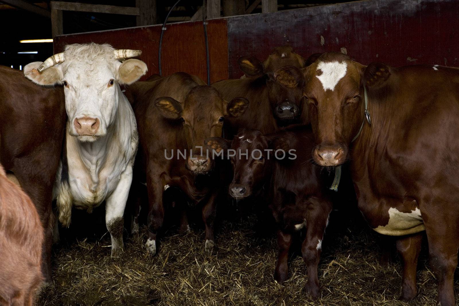 Large group of cows indoor