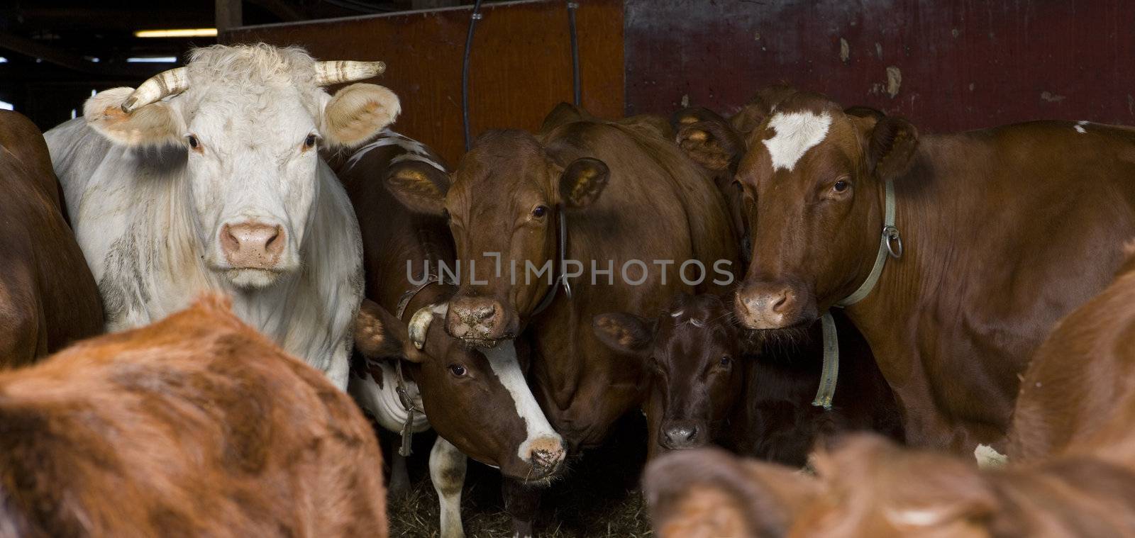Large group of cows indoor