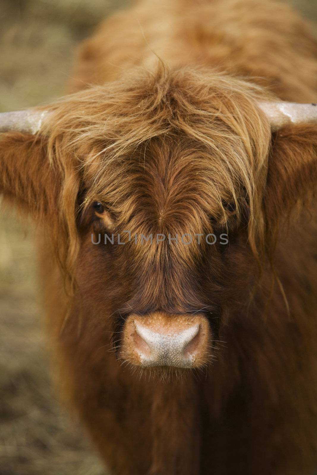 Close up of an Highland cattle cow