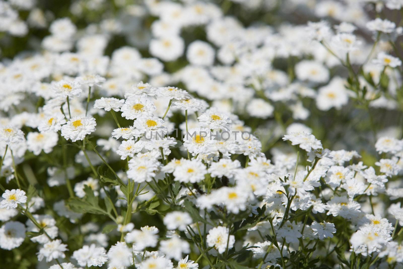 Field of Flowers Full Frame