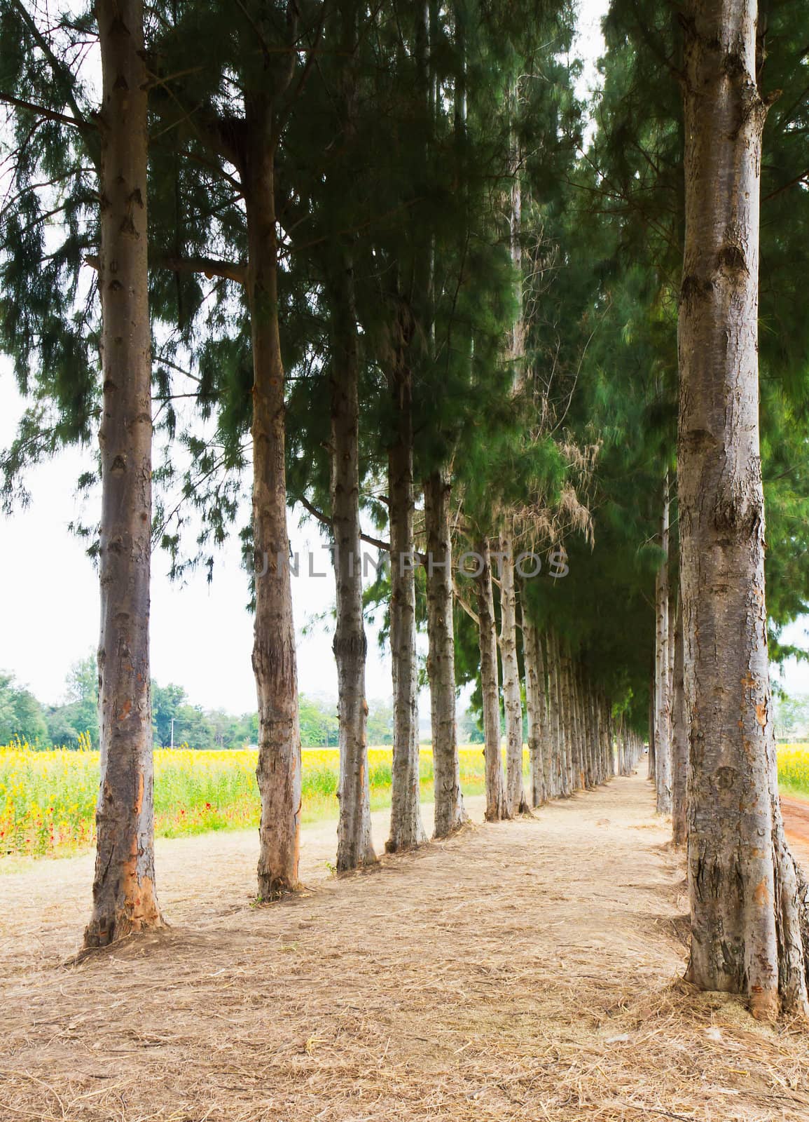 Pathway with pine tree pattern on sideway