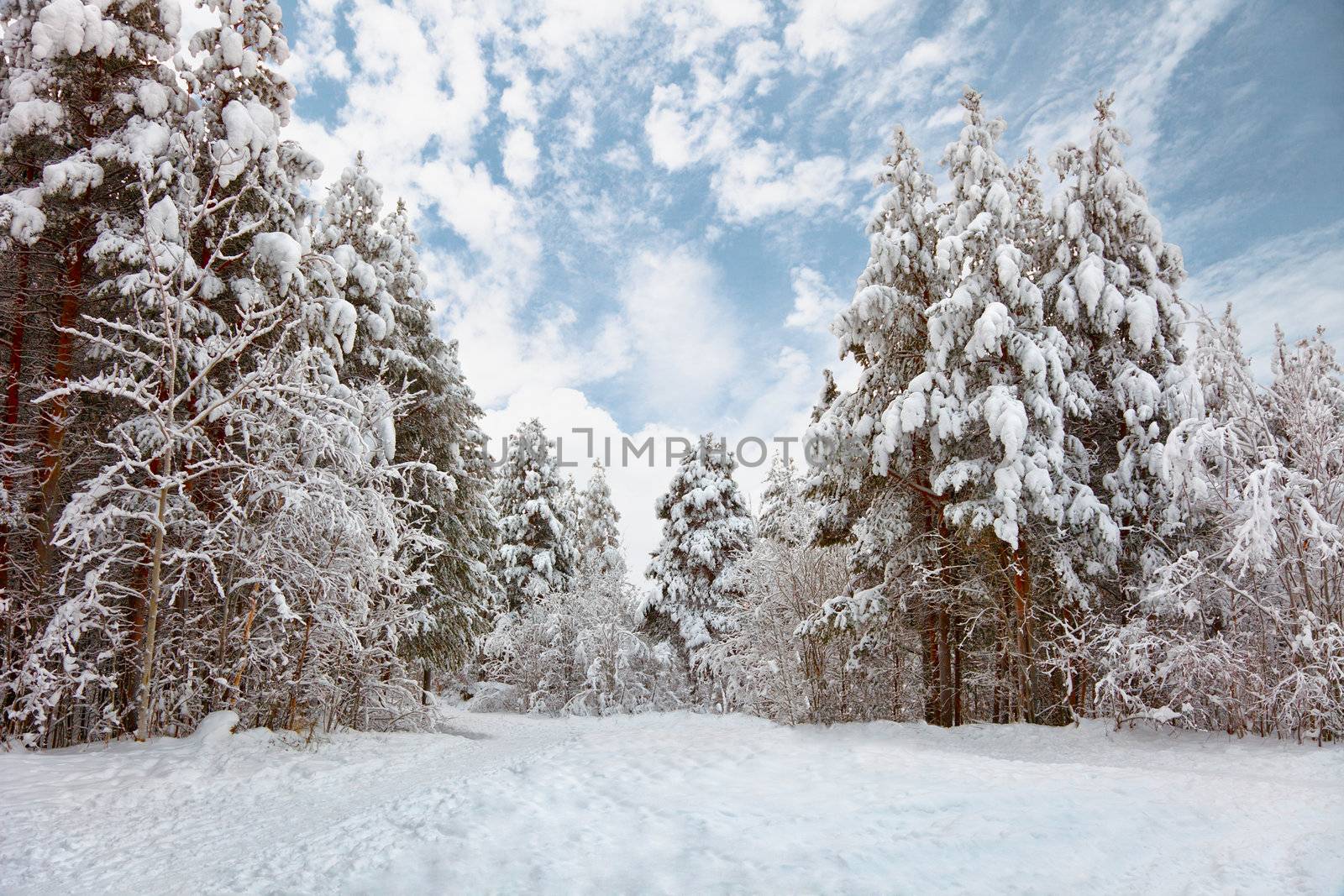 Snow-covered road in the northern winter forest - landscape