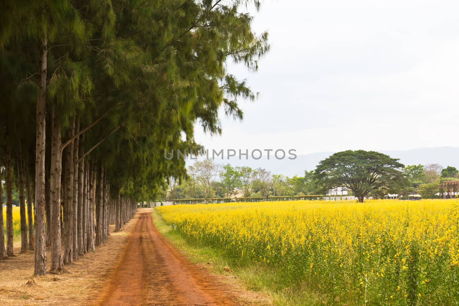 A walkway in the park with fields of yellow flowers.