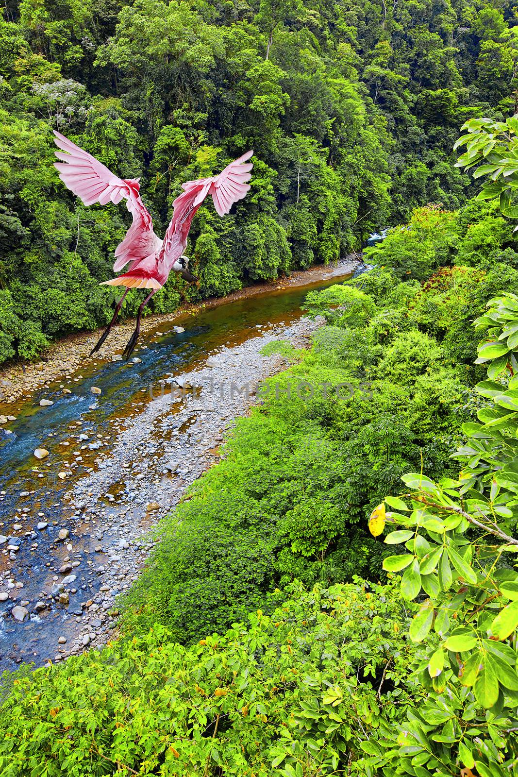 Roseate Spoonbill flying over the Costa Rican jungle