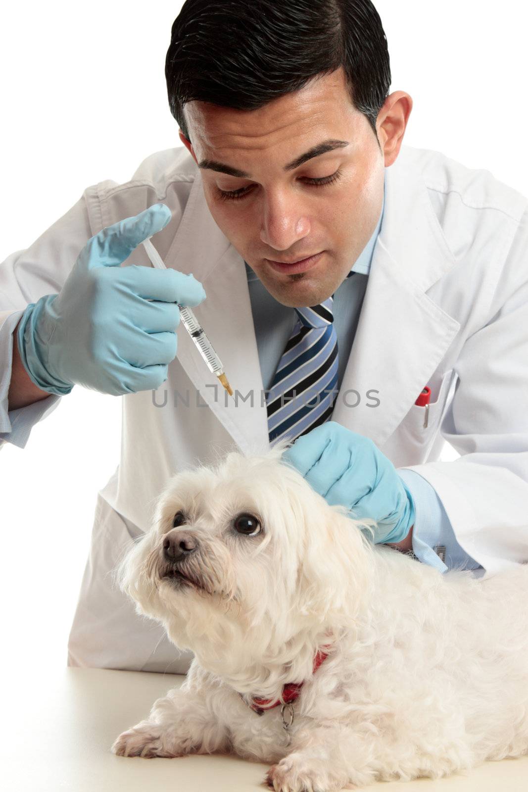 An expert veterinarian medicating a small dog using a syringe needle to the back, scruff of the neck. 