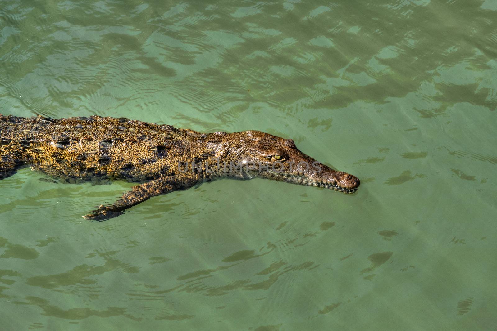 Jamaican river crocodile taking an easy swim