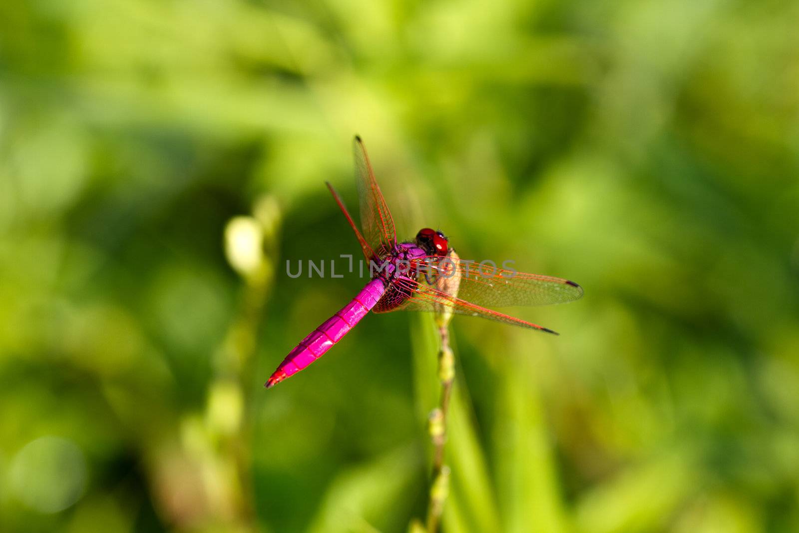 Pink dragonfly resting on the grass with bright green background from surrounding foliage in the morning