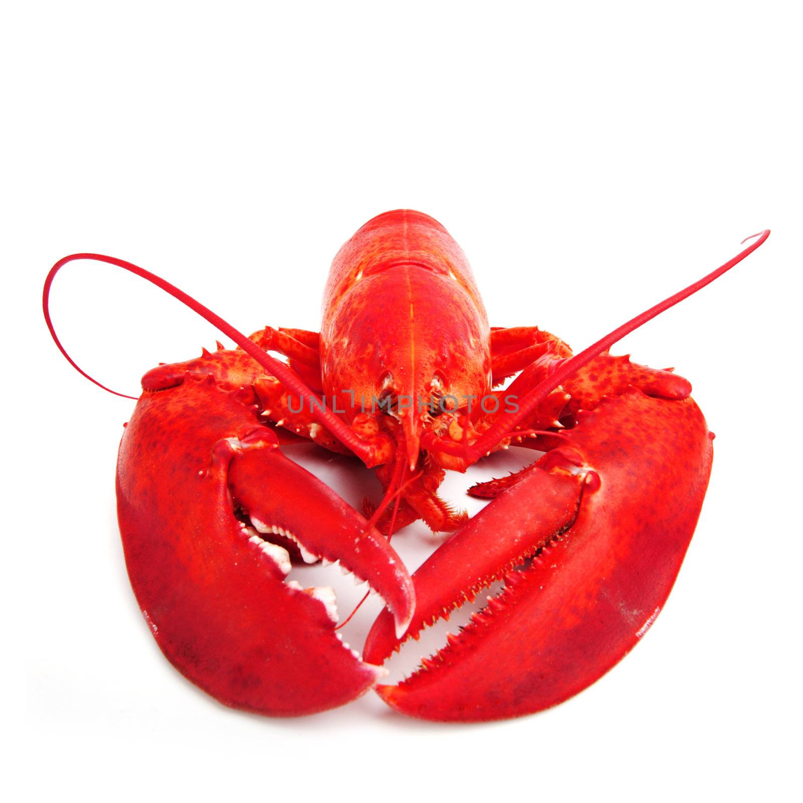 lobster isolated on white background