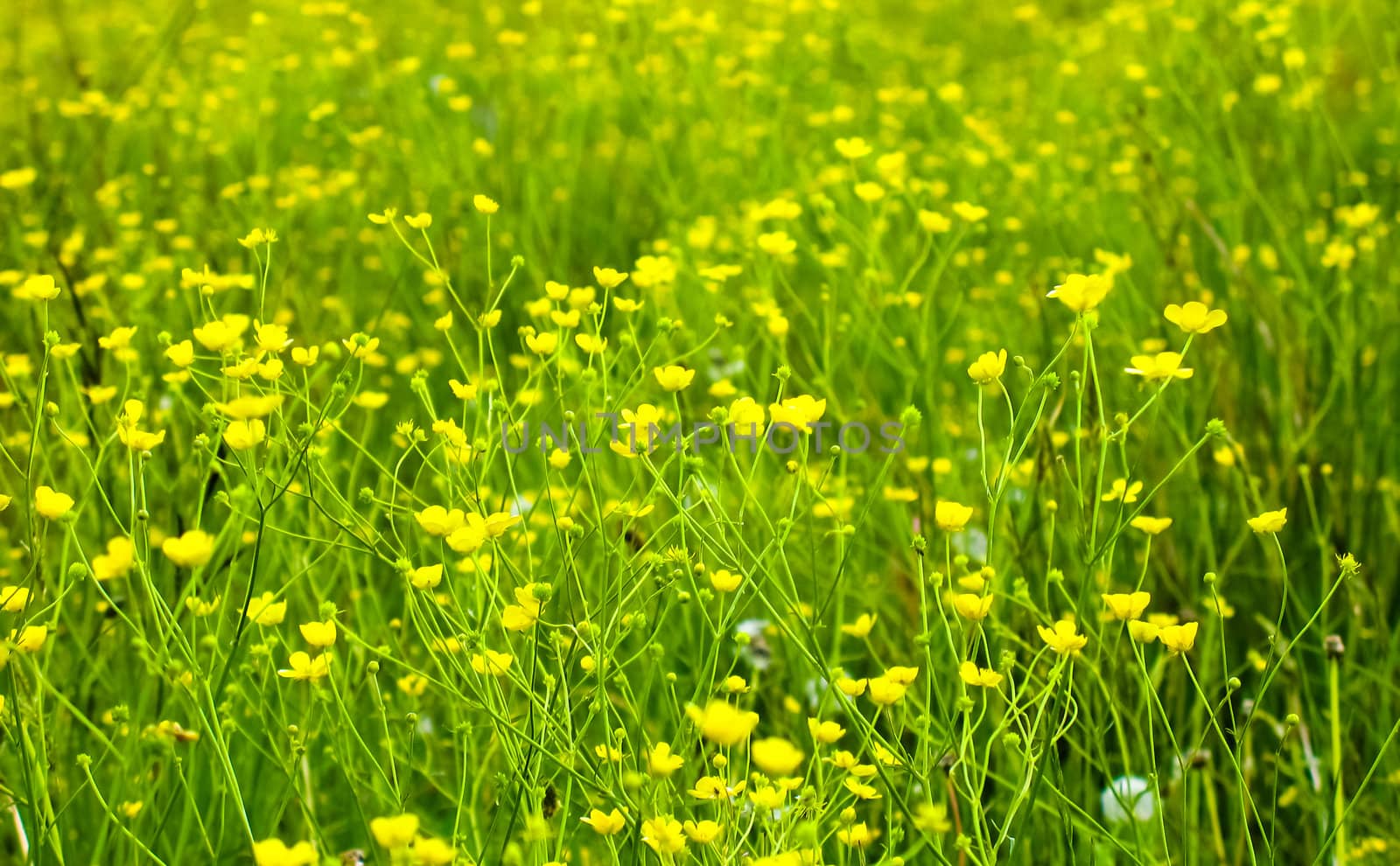 Bright flowers on a meadow in the spring.