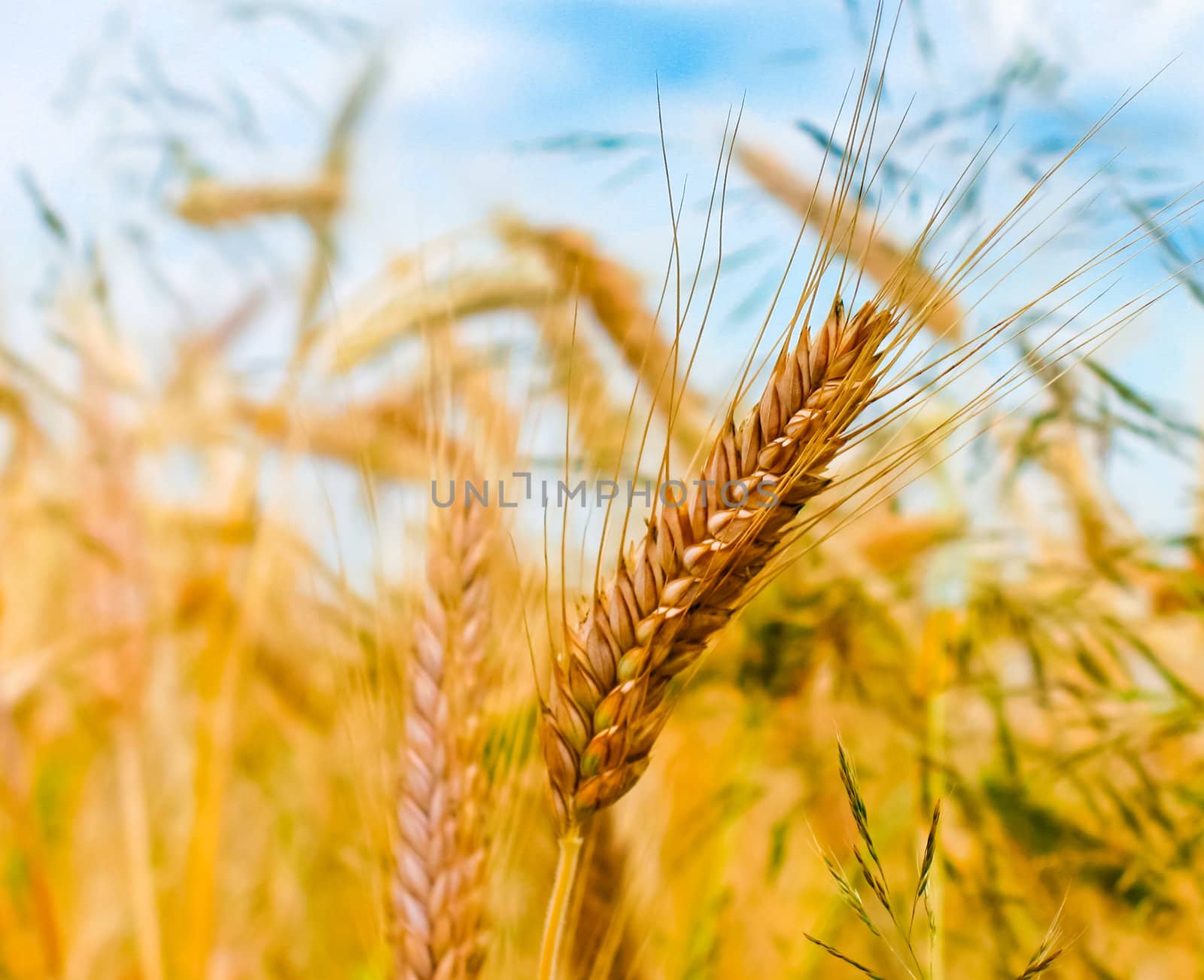 Golden barley ears by ryhor