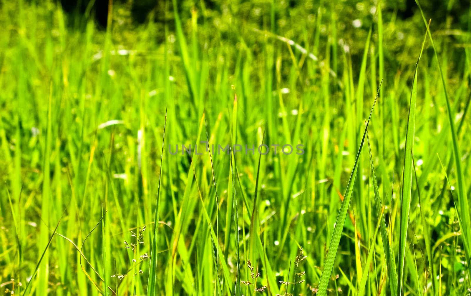fresh spring green grass background