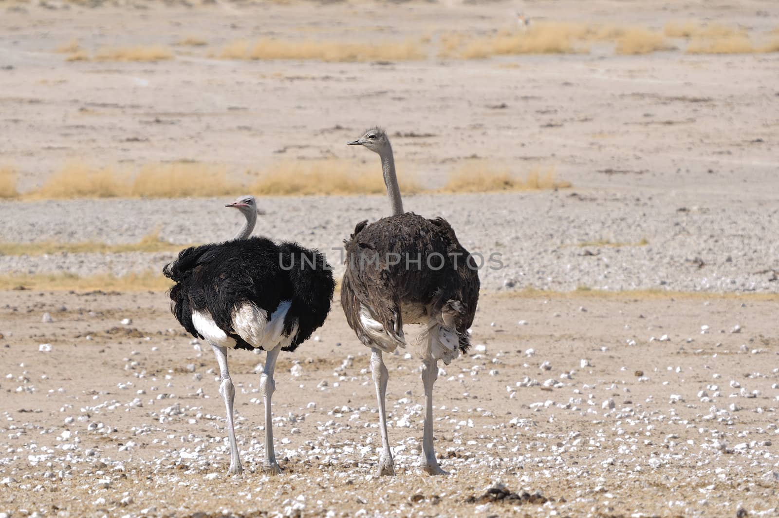 A male (left) and female (right) Ostrich in the Etosha National Park, Namibia