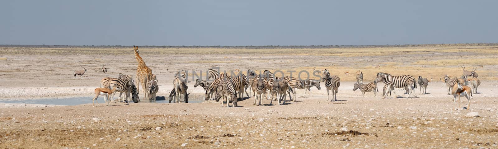 Giraffe, Springbok, Oryx and zebras by dpreezg