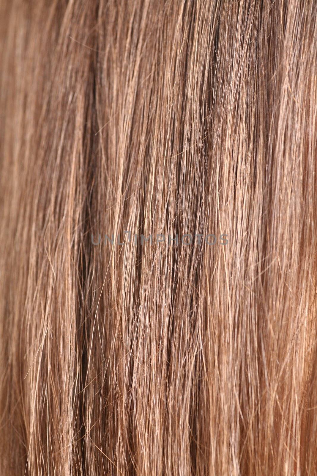 close-up of hair struc ture