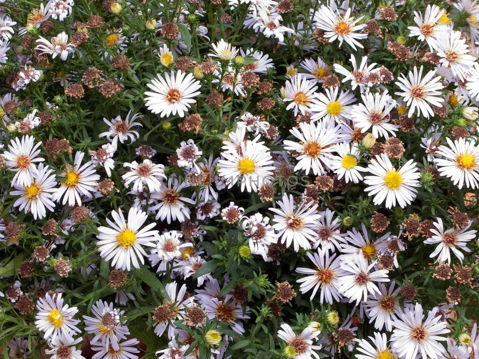 White nature chamomile flower background frame