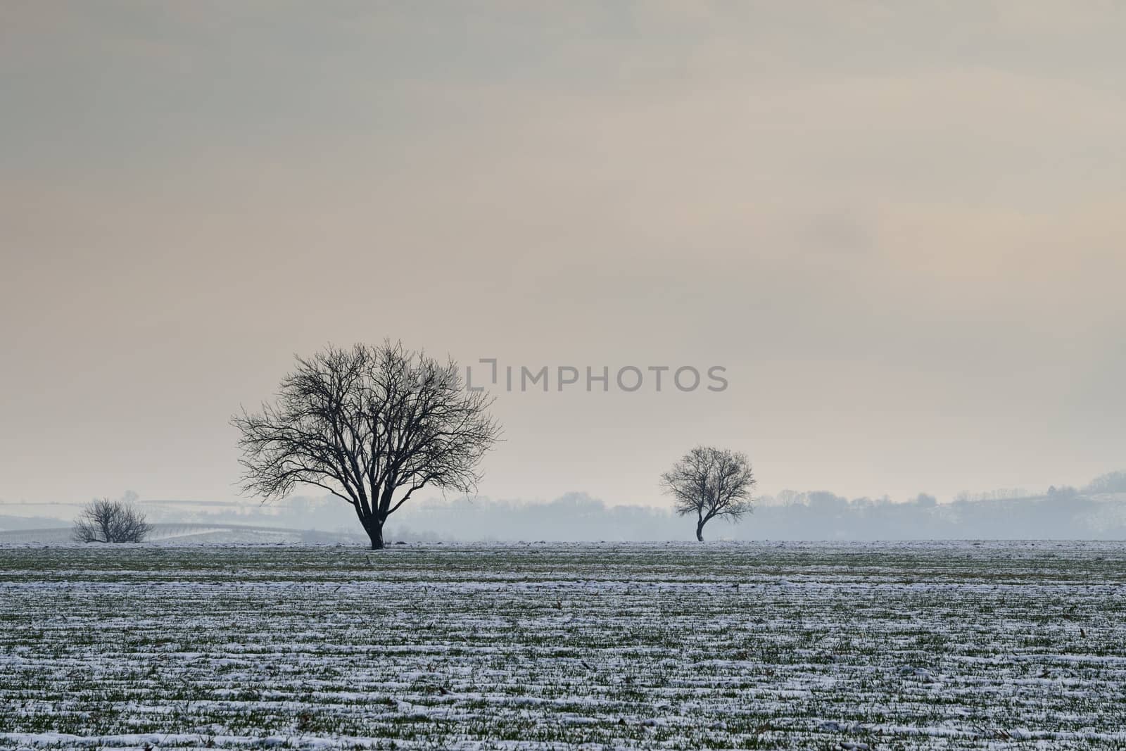 Cereal field under snow by zagart36