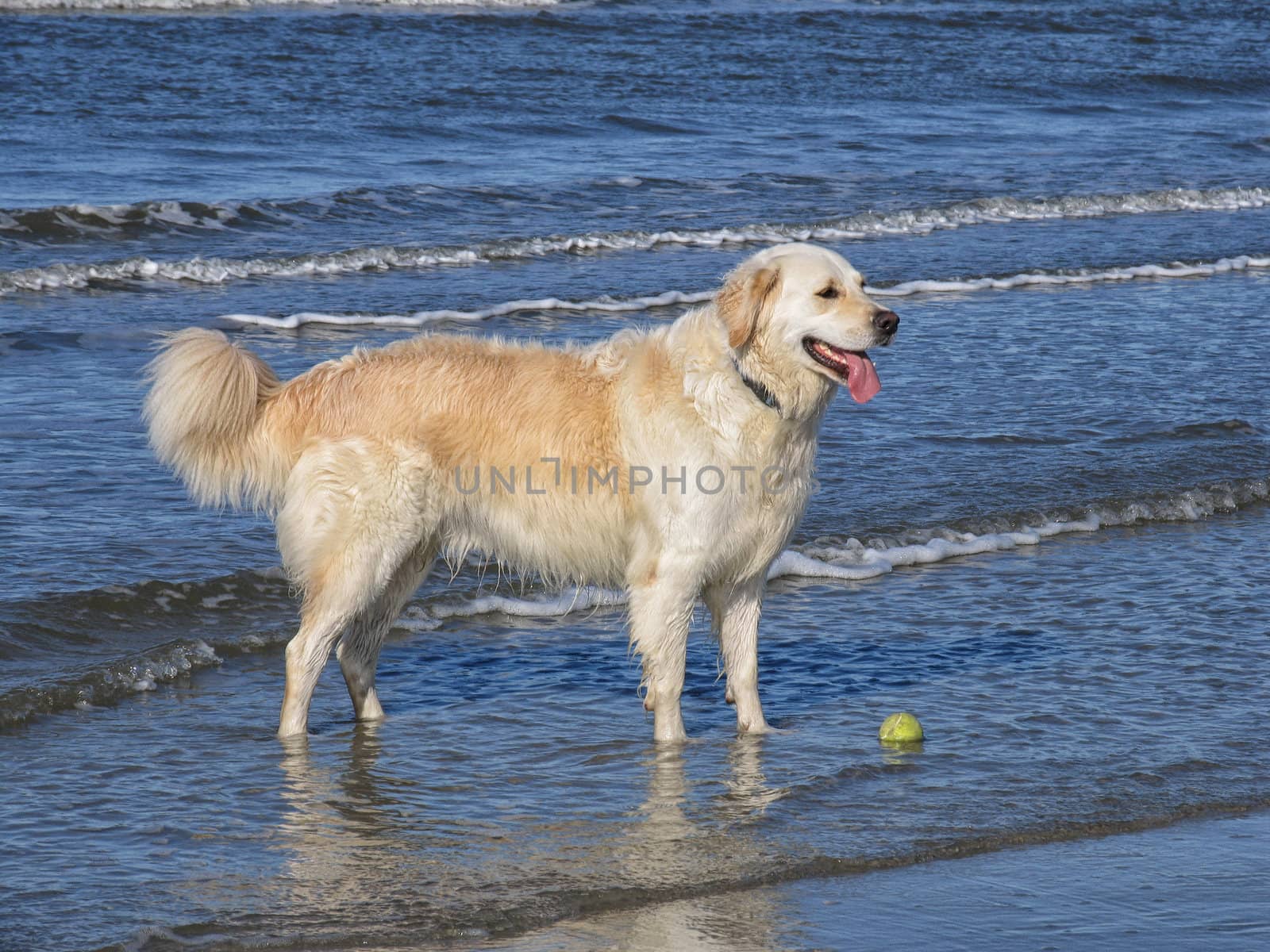 Golden Retriever standing  by the sea with her ball.