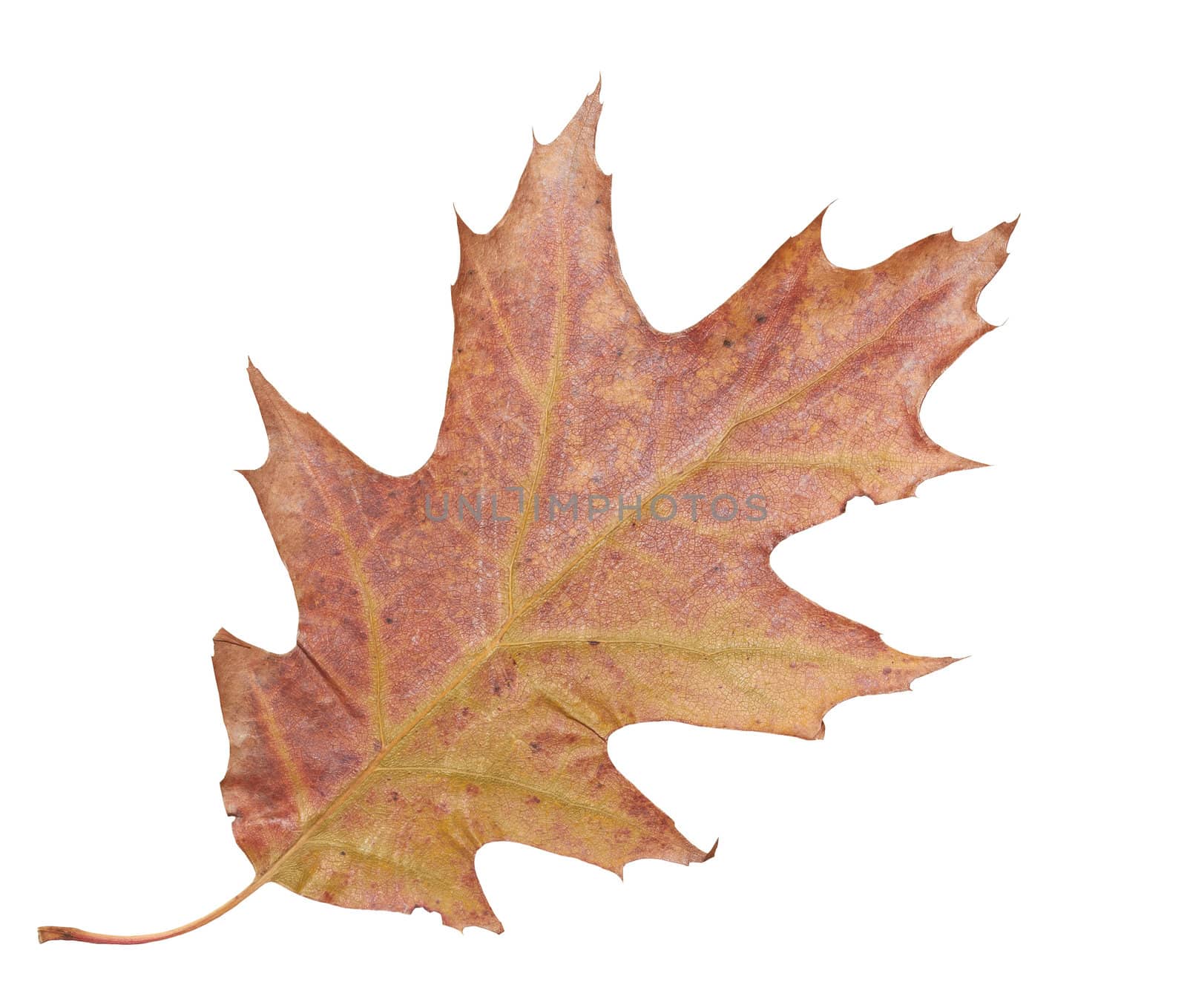 Dry maple leaf close-up isolated on white background