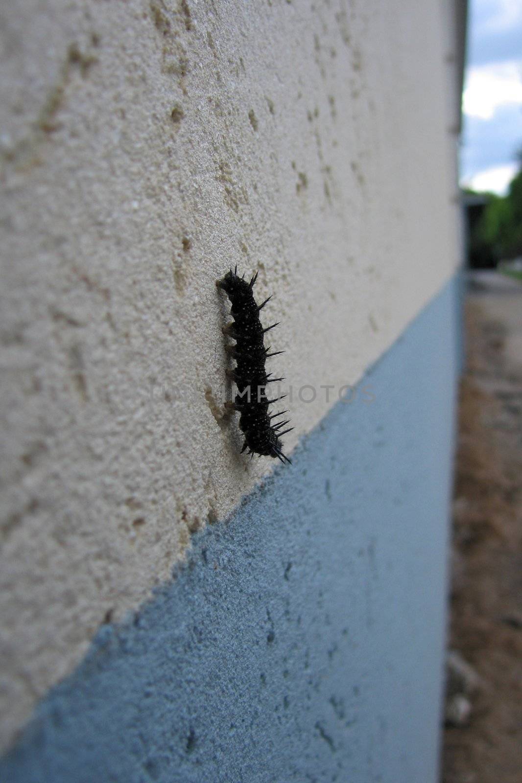 Finish line of caterpillar nature sport race