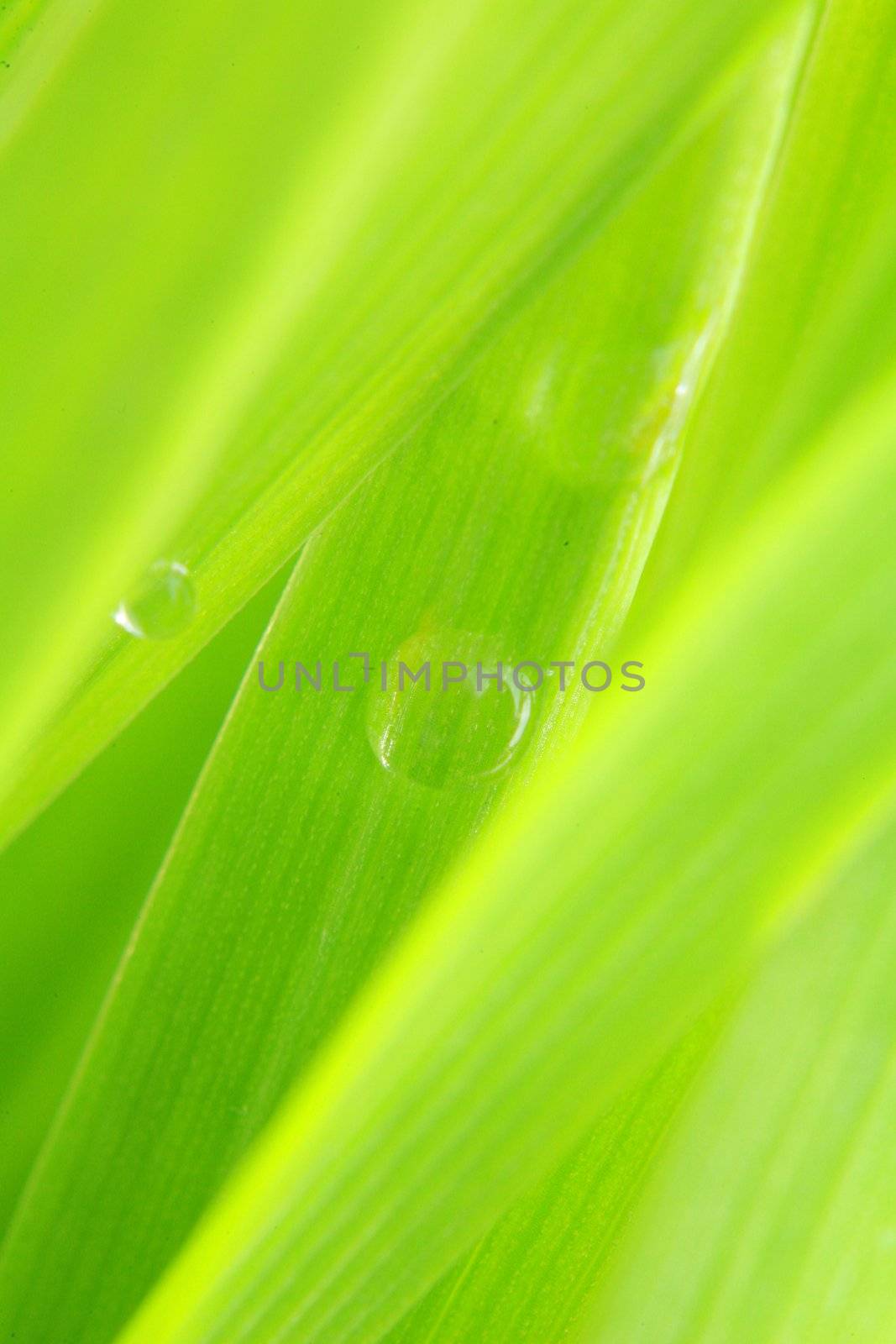 close-up of green grass, extreme shallow focus!