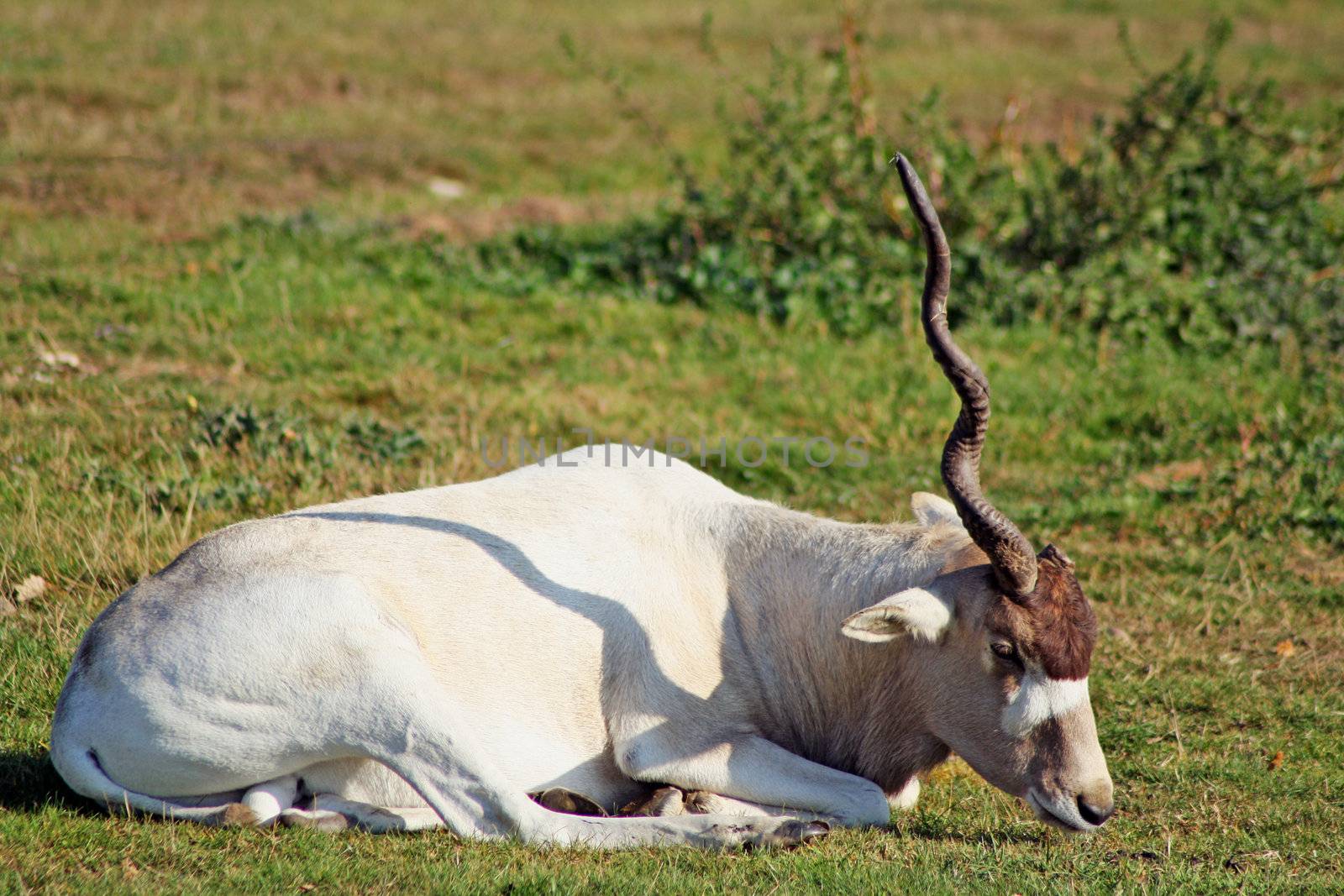 an addax in a field