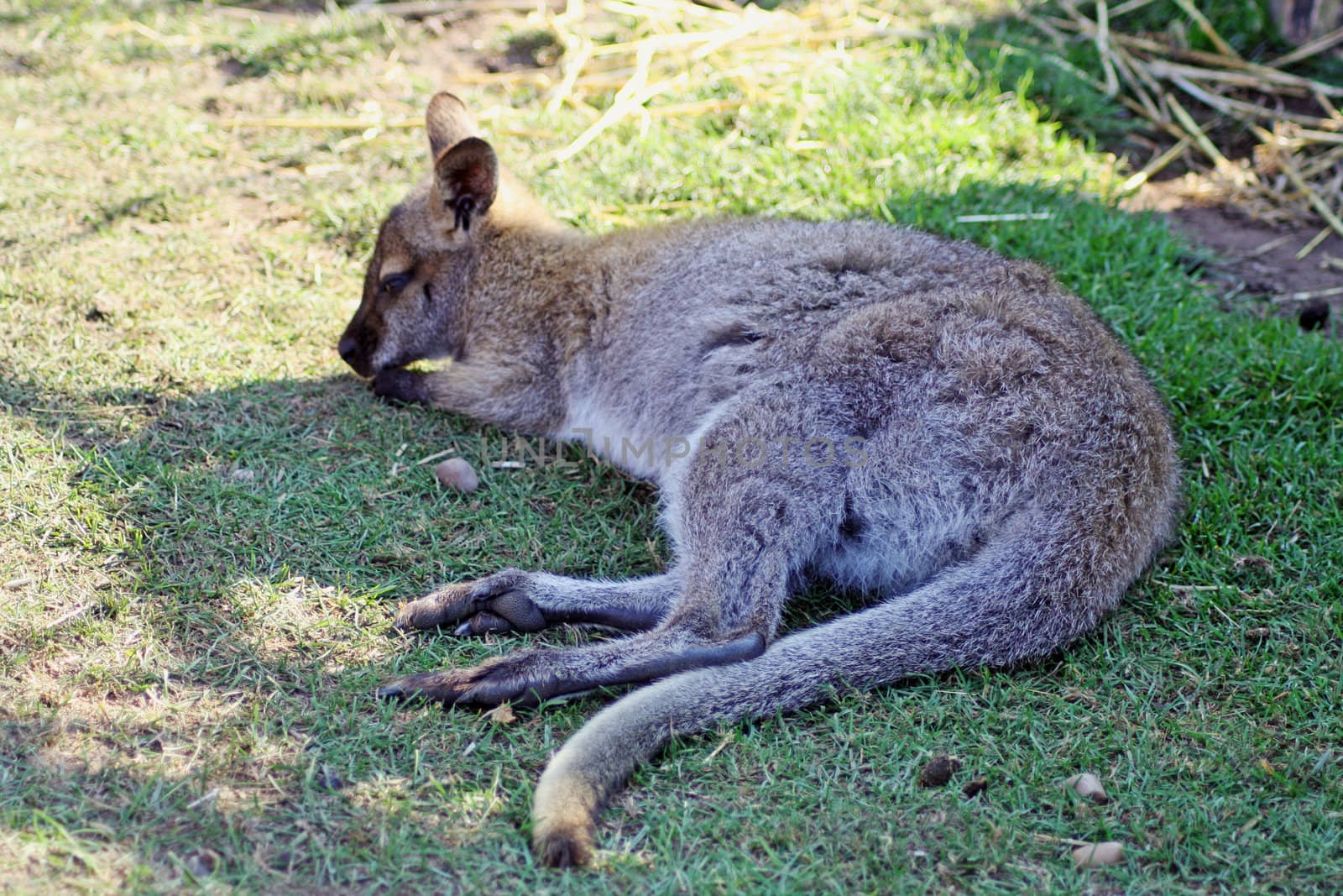 young wallaby