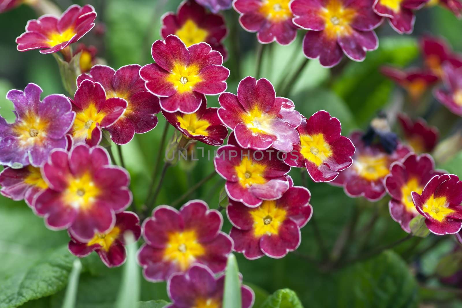 Close up of the blooming flowers