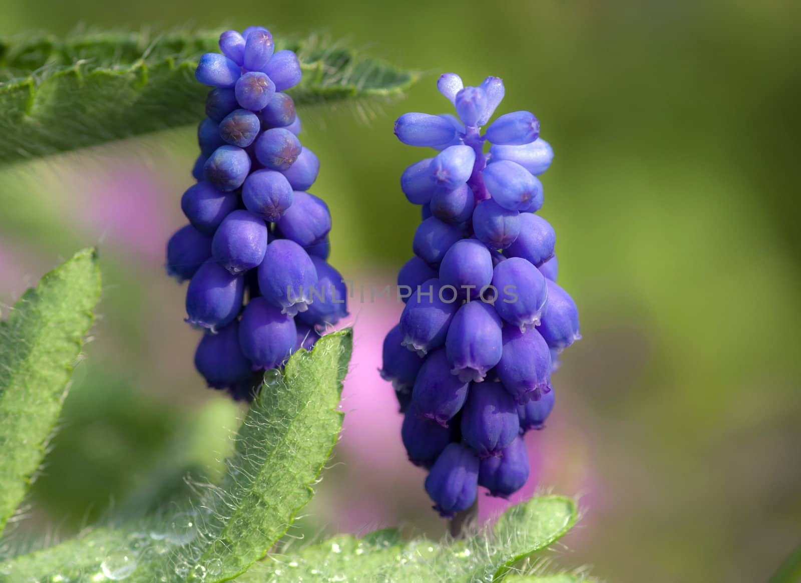 Detail of the spring flower - grape hyacinth