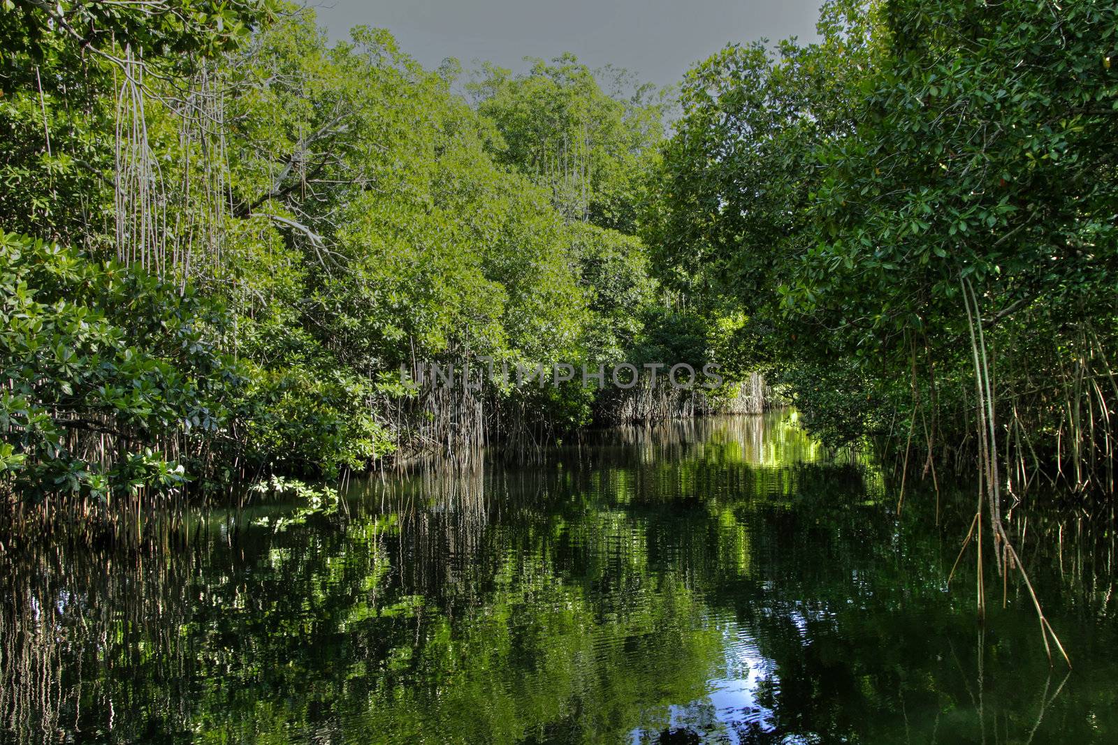 Calm tropical river edges with trees in Jamaica