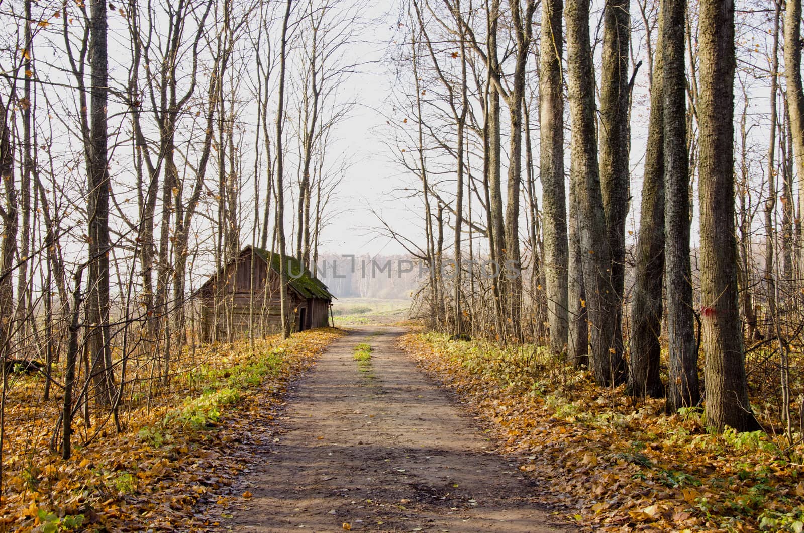 Old village abandoned house near gravel road and trees without leaves in autumn.