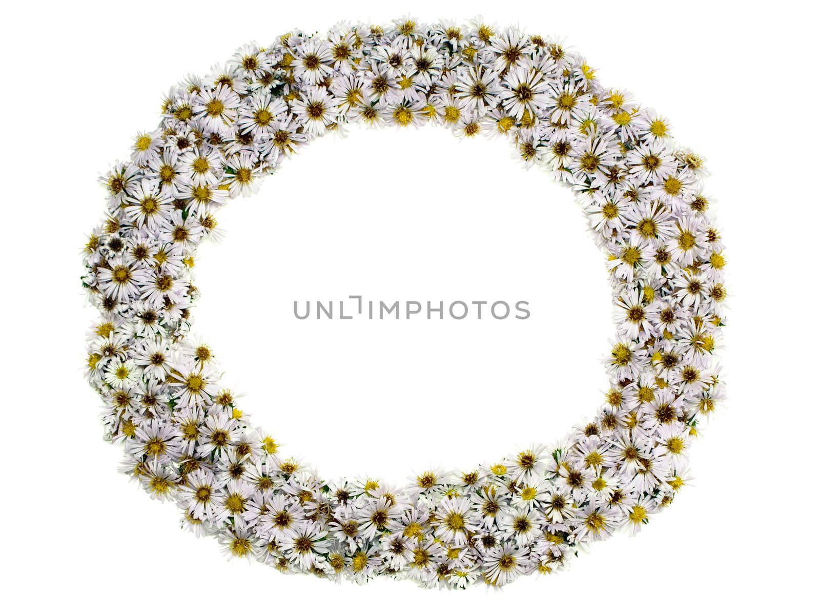 White nature chamomile flower background frame