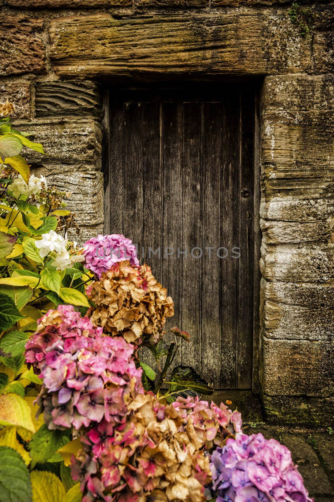 Antique wooden door and hortensia by dutourdumonde