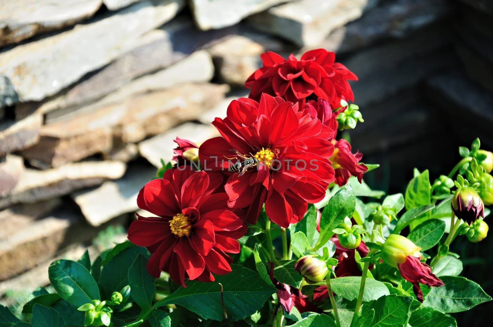 huge wasp on a red flower, close-up