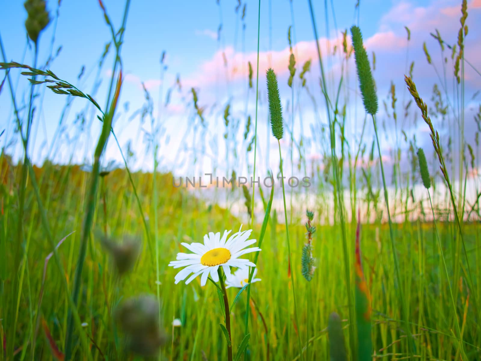 single daisy flower at sunset