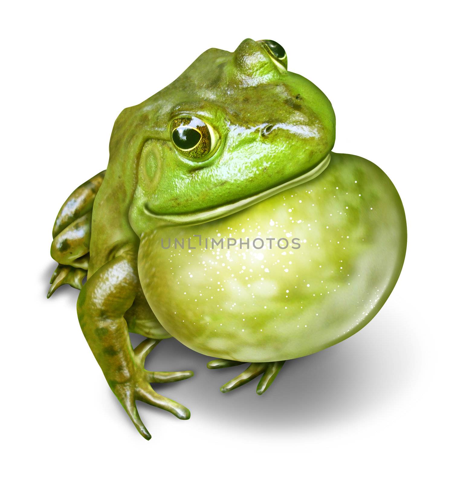 Frog with an inflated throat as a green amphibian communicating as a natural symbol of animal conservation and environmental education for a healthy fresh water ecosystem.