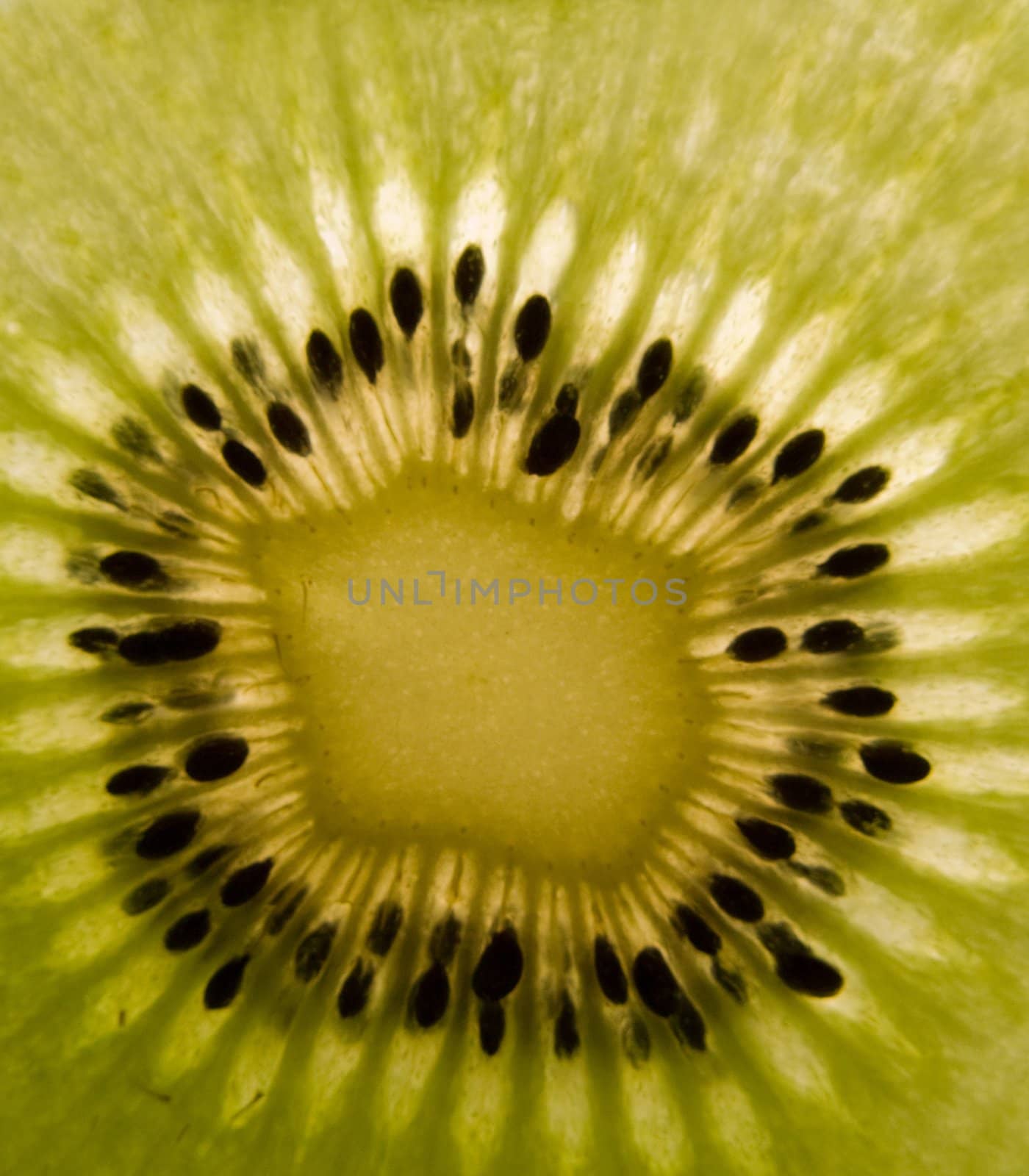 Kiwi fruit by ia_64