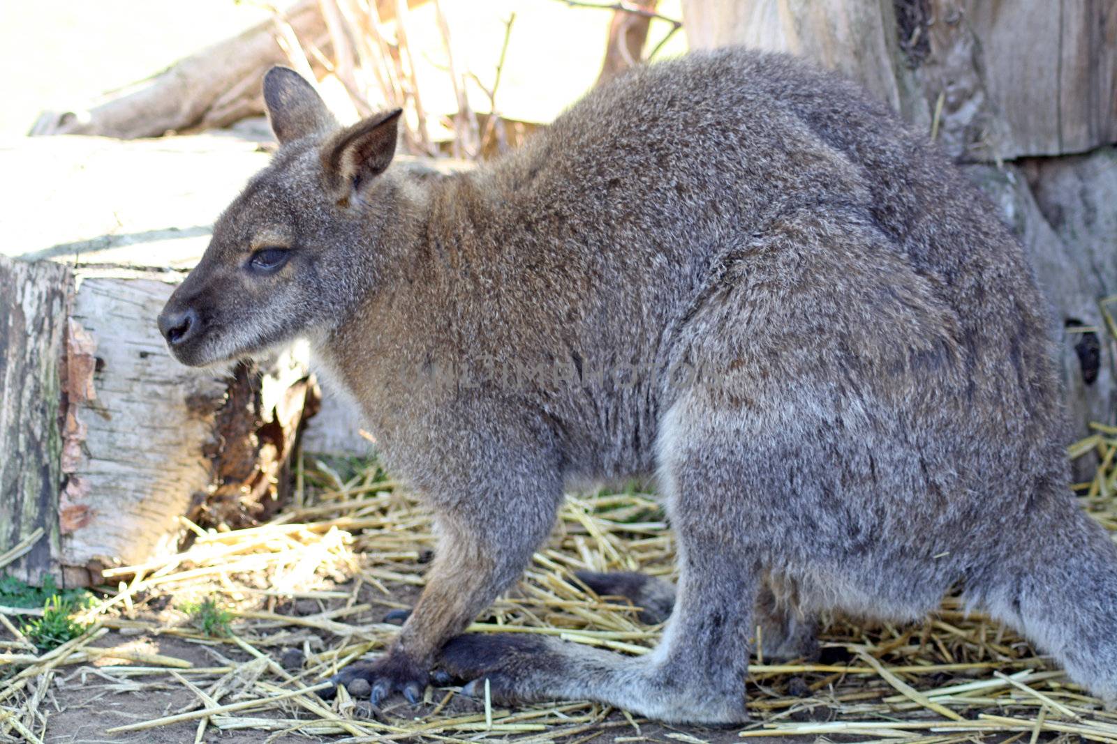 stunning wallaby