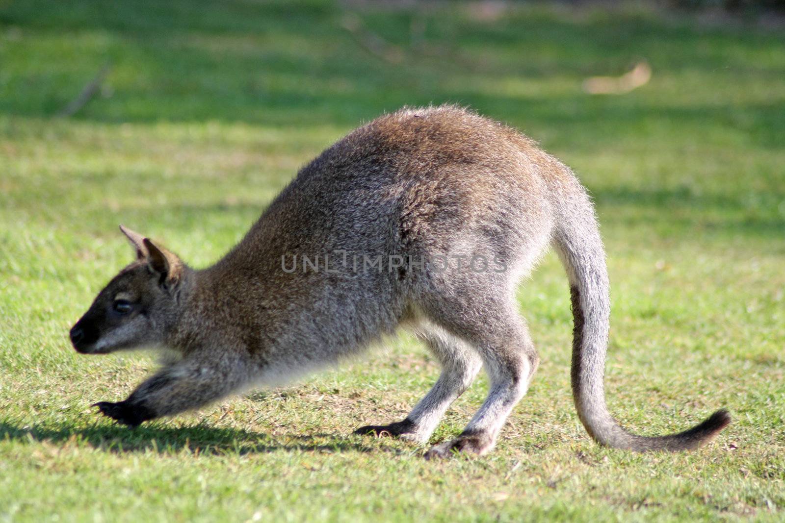 running wallaby