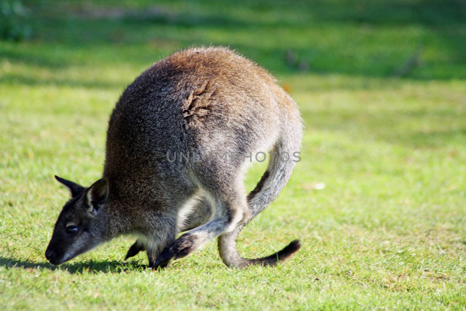 wallaby running