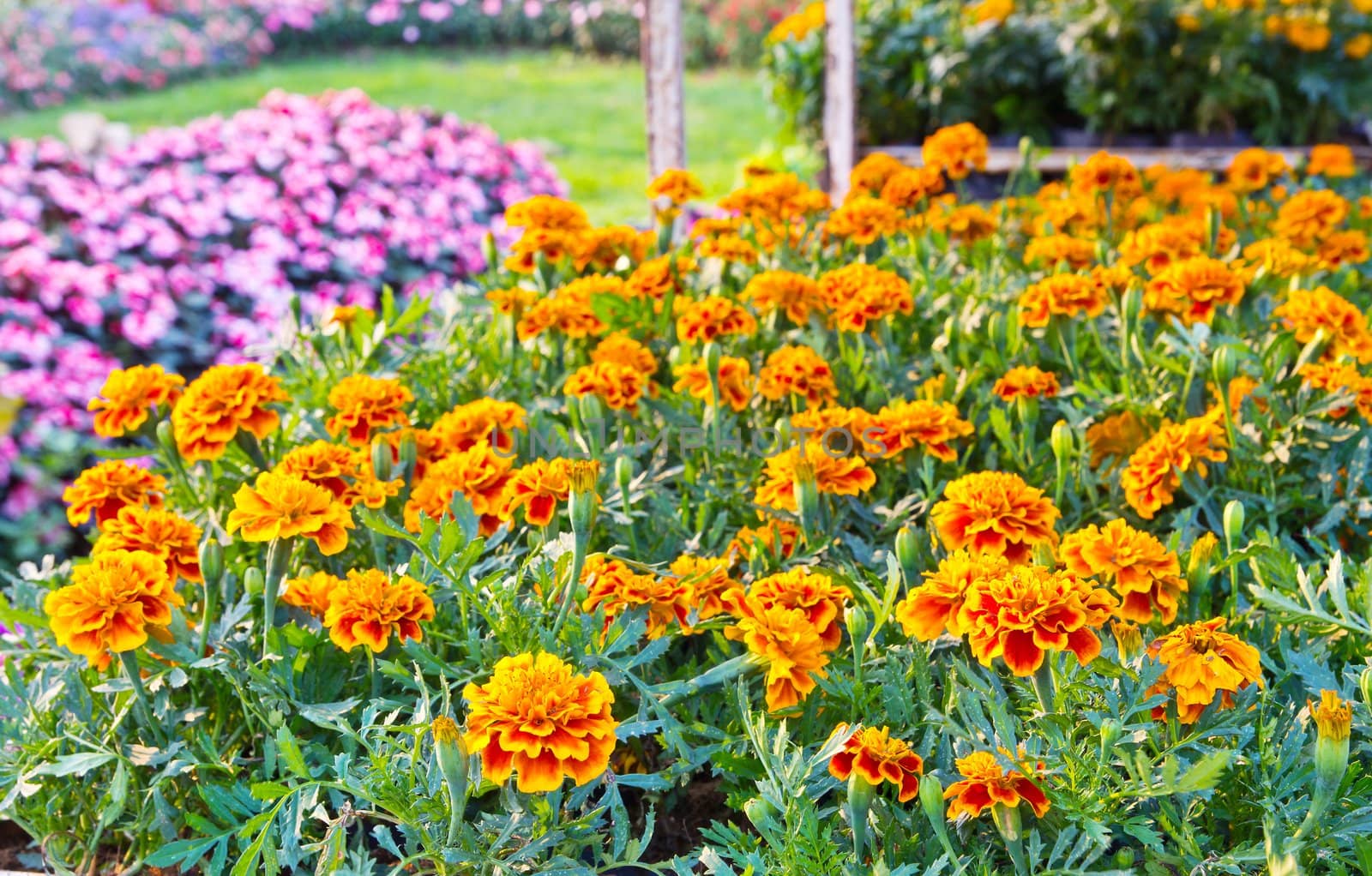 Marigold in the garden
