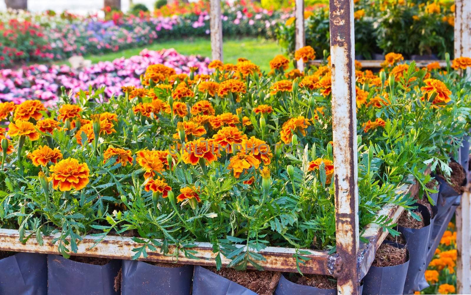 Marigold in the garden